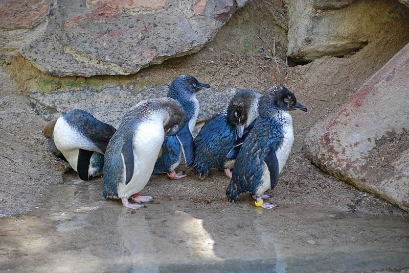 Gruppo di piccolo pinguino in acqua