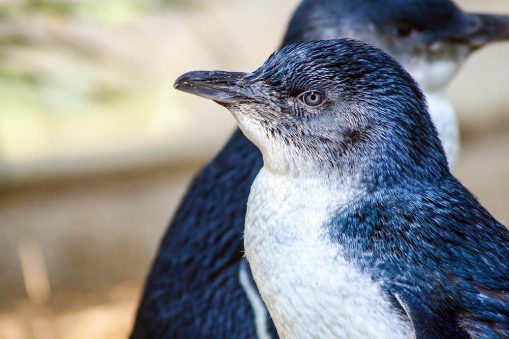 Chiuda in su del piccolo pinguino