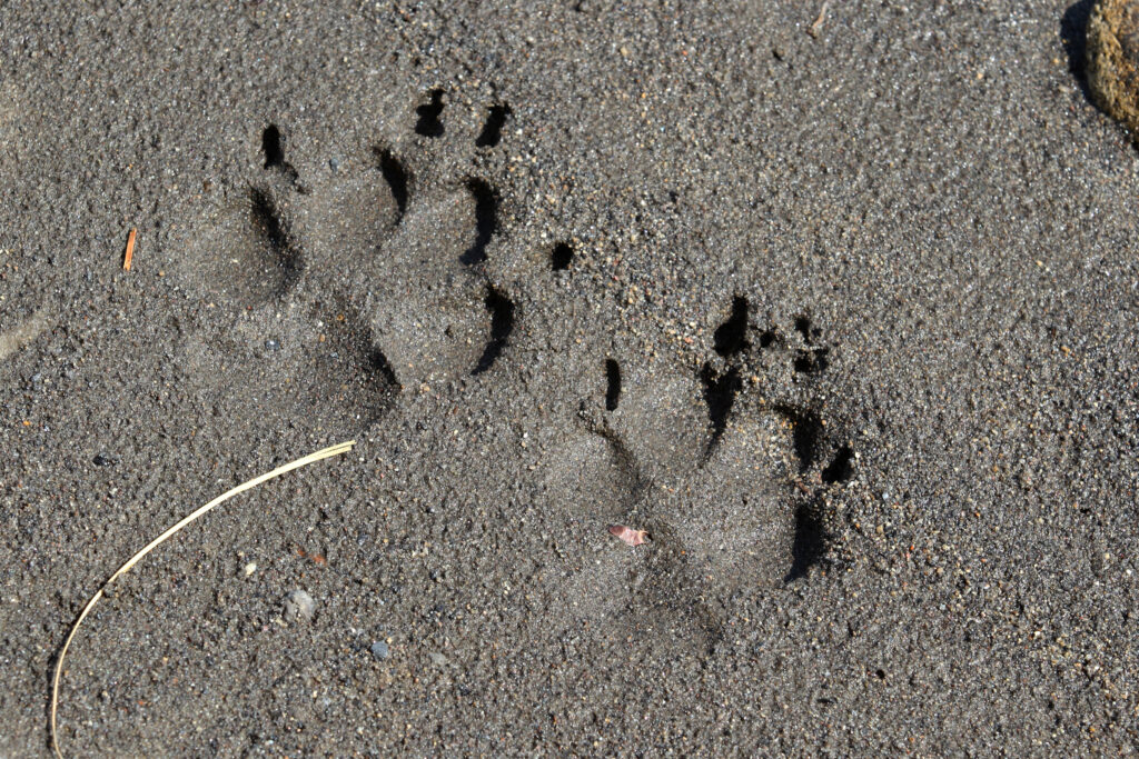 Traccia del lupo grigio nel fango