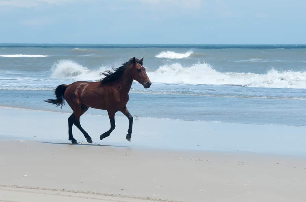 Mustang spagnoli coloniali selvaggi sulle dune e sulla spiaggia nel nord di Currituck Outer Banks