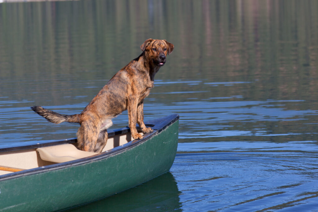 Un segugio tigrato su una barca sull'acqua