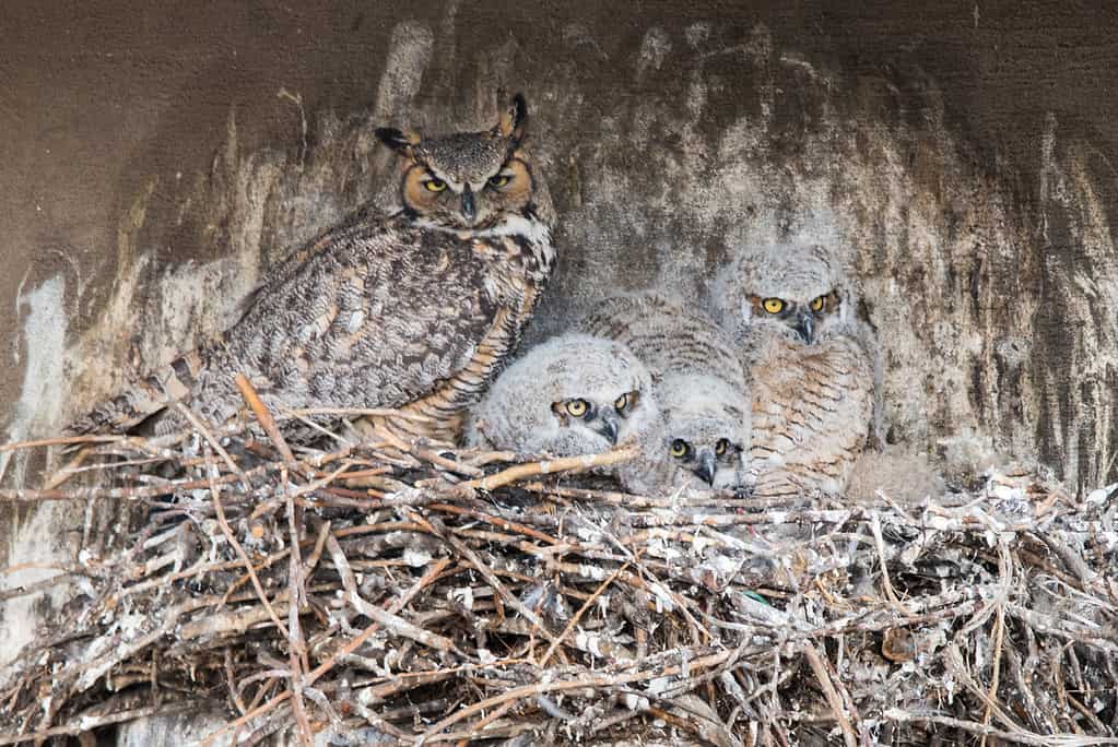 Un trio di grandi gufi cornuti giovanili con la loro madre