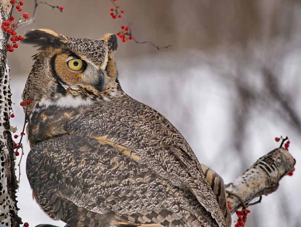 Il grande gufo cornuto è in grado di girare completamente la testa per guardarsi alle spalle.