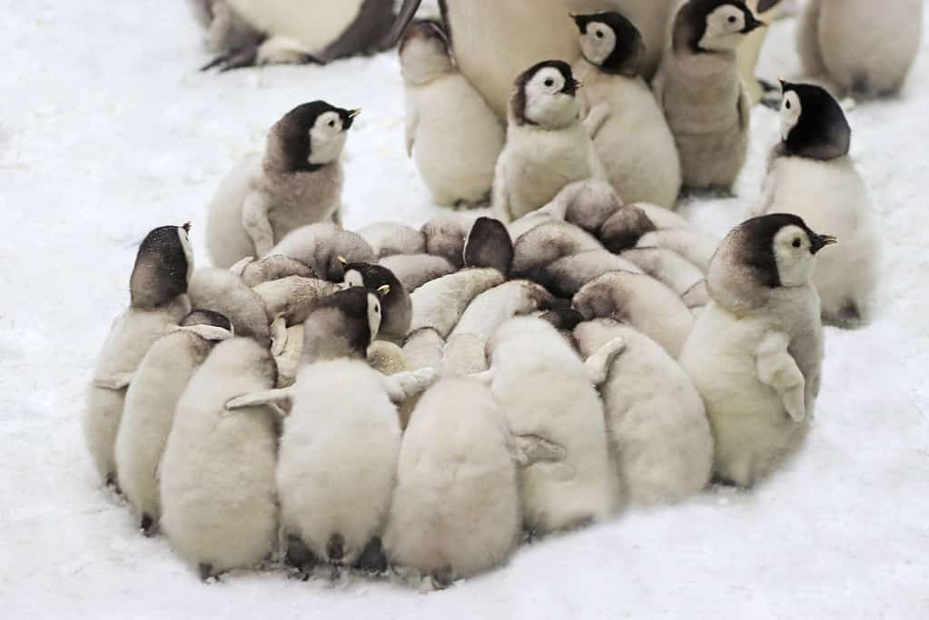 Cerchio di protezione del pinguino imperatore