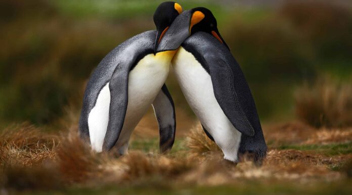 L'intrigante vita amorosa dei pinguini
