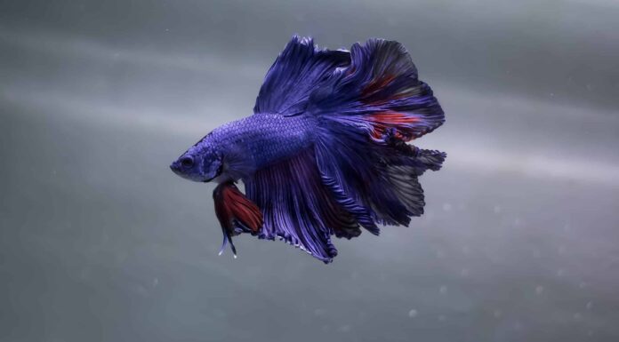 7 tipi di pesci viola da possedere
