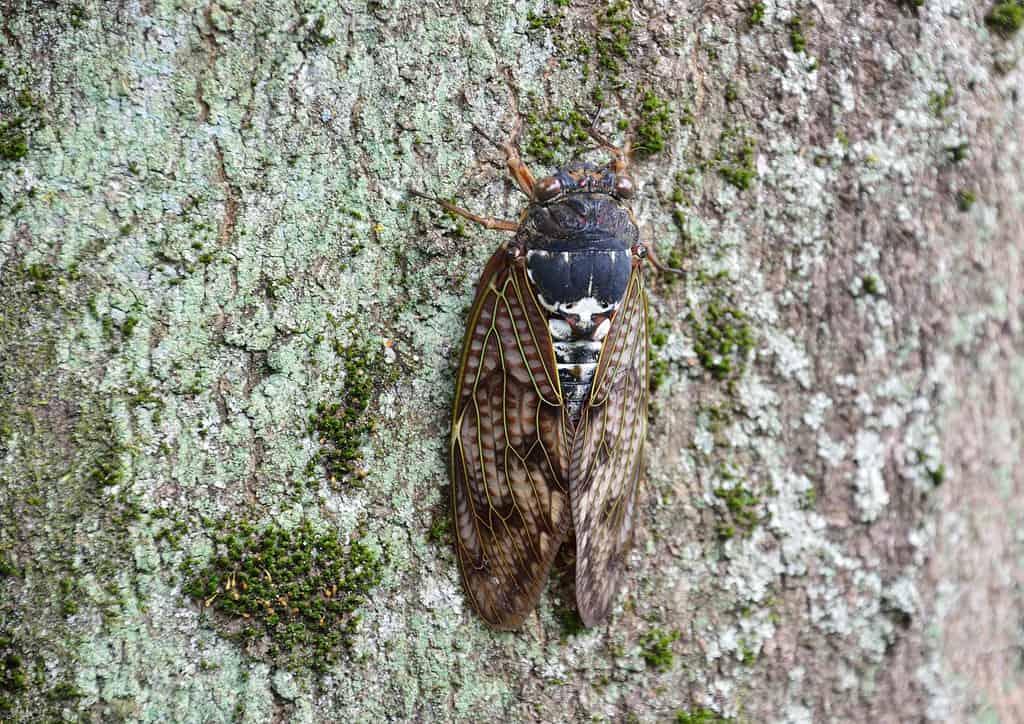 Grande cicala marrone (Graptopsaltria nigrofuscata)