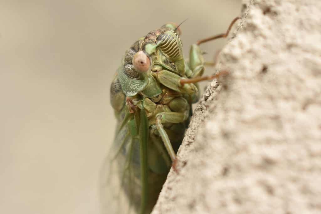 Cicala che canta al crepuscolo settentrionale (Megatibicen auletes)