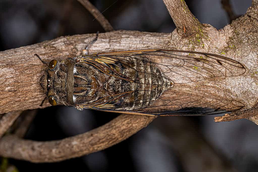 Cicala gigante (Quesada gigas)