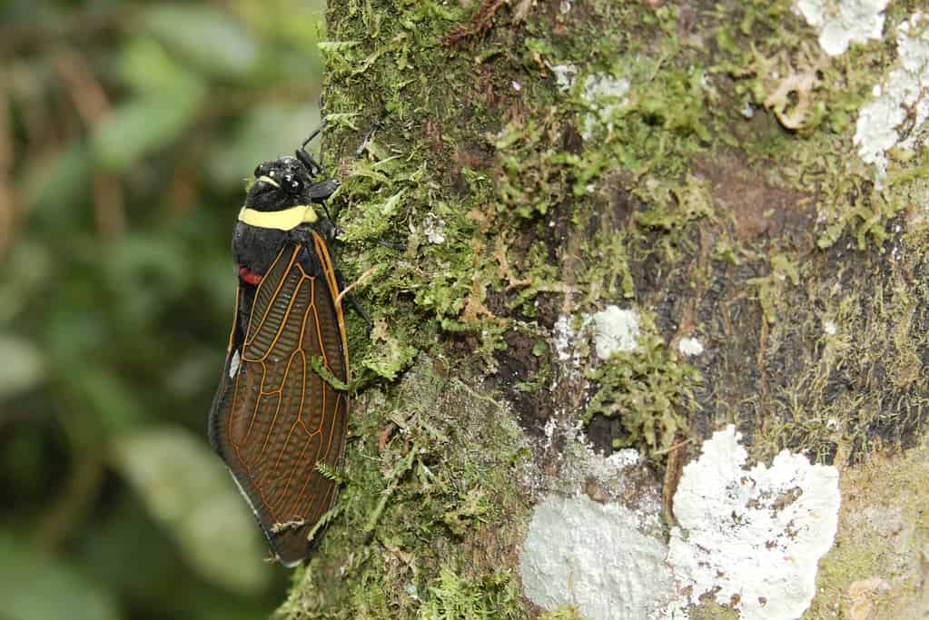 Cicala imperatore (Tacua speciosa)
