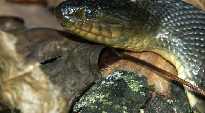 Serpenti d'acqua verde: sono pericolosi e dove vivono?
