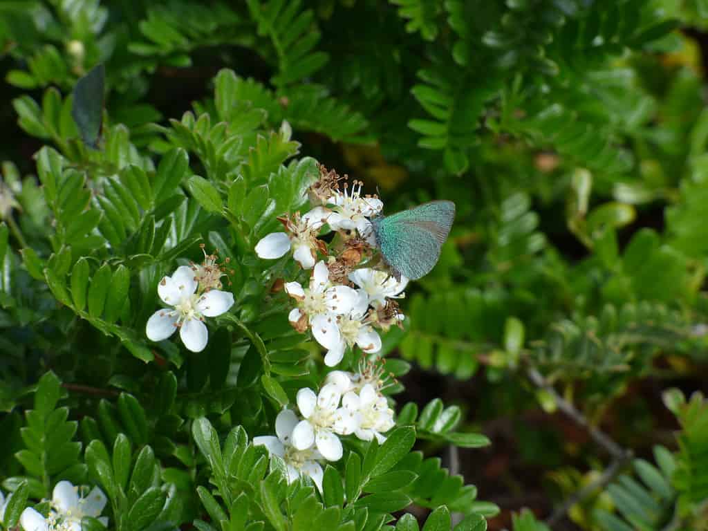 Koa Butterfly Udara blackburni sorseggiando nettare