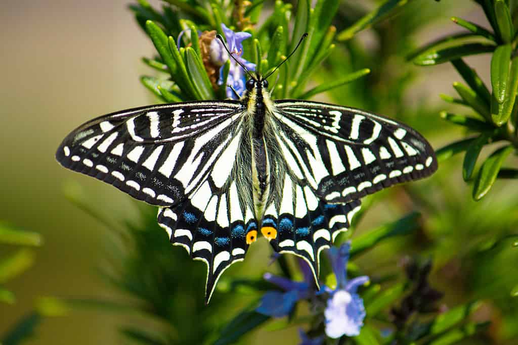 Coda forcuta gialla cinese, nome scientifico: Papilio xuthus