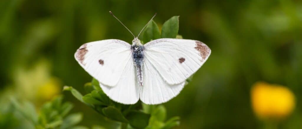 farfalla bianca con le ali aperte sul verde