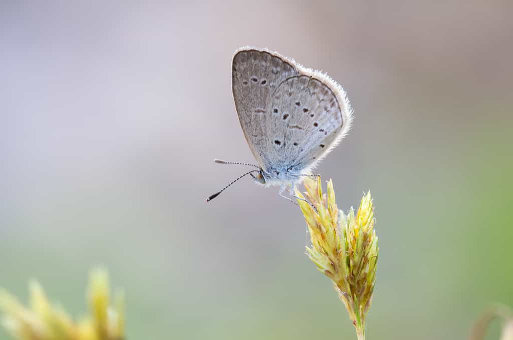 Farfalla blu erba minore