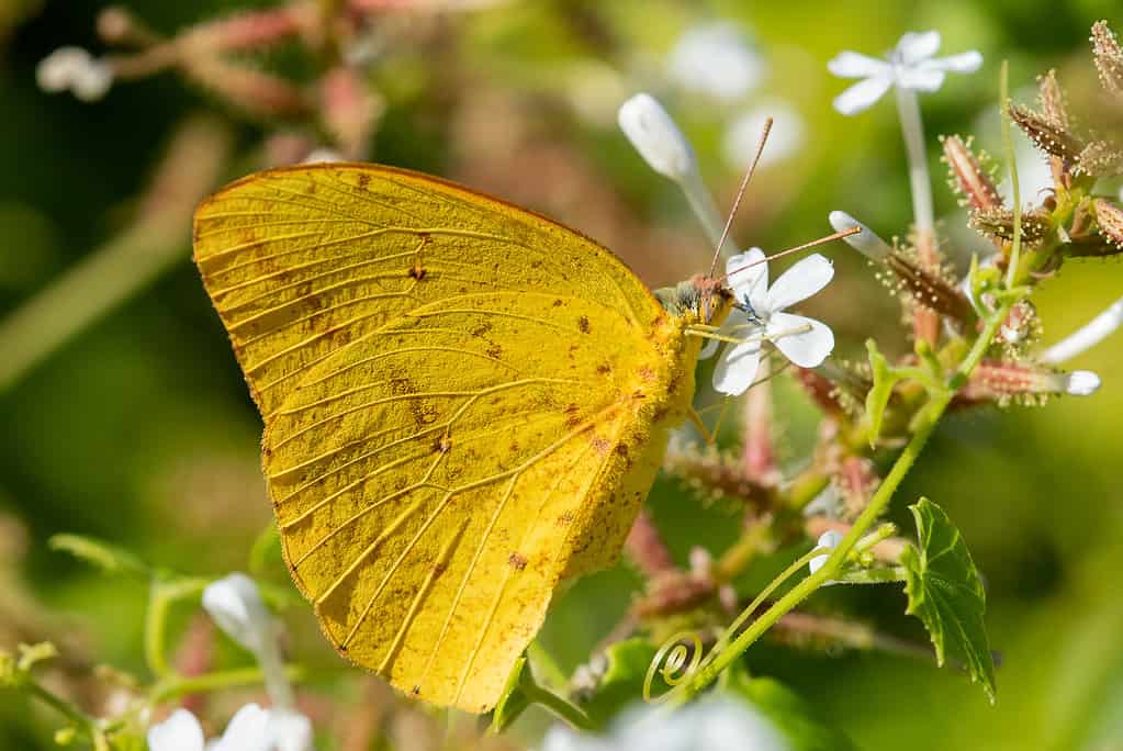 Grande farfalla di zolfo arancione