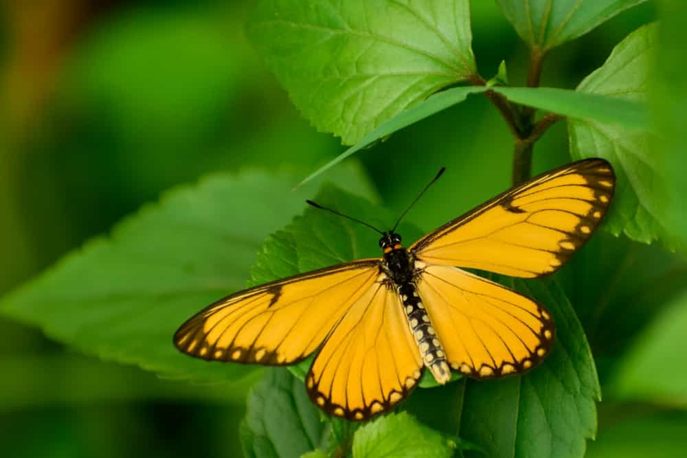 farfalla coster gialla