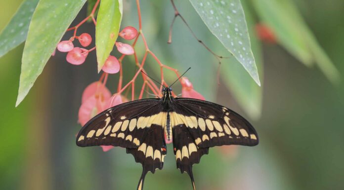 10 tipi di farfalla nera e gialla con immagini e guida all'identificazione
