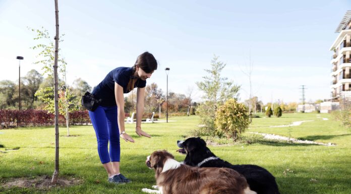 5 tipi più efficaci di addestramento all'obbedienza per cani

