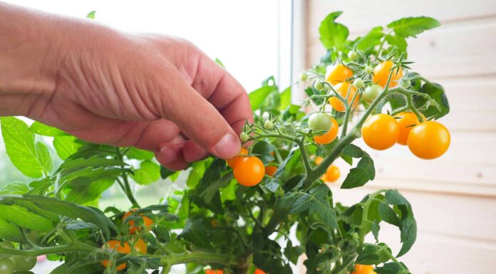 Come coltivare i pomodori: la tua guida completa
