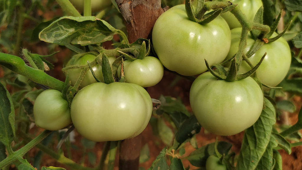 frutto di pomodoro non maturo sulla pianta in grappolo molto attraente con terra naturale verde e rossa