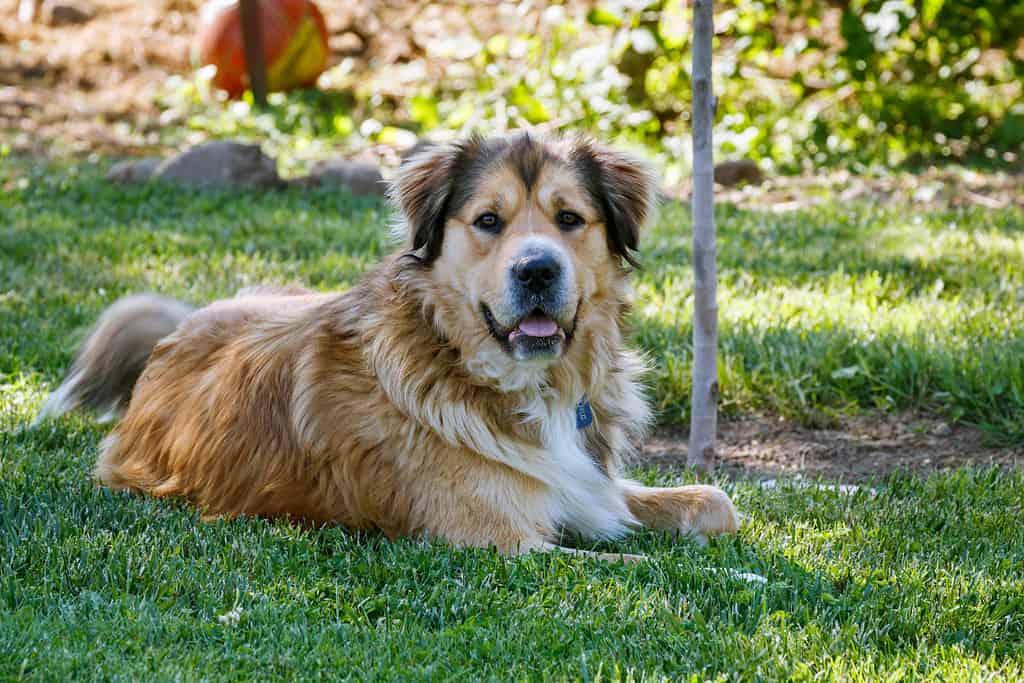 Un grande cane dorato di razza mista riposa all'ombra di un albero nel cortile.  È vigile e guarda la telecamera.