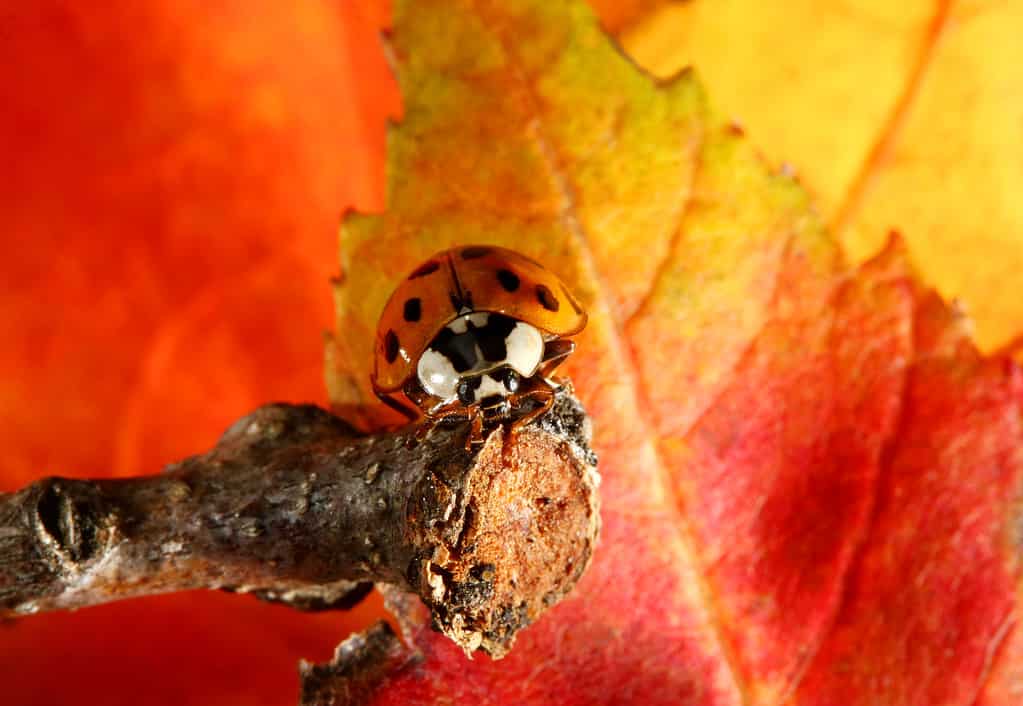 Nove Lady Bug macchiato su foglie di acero