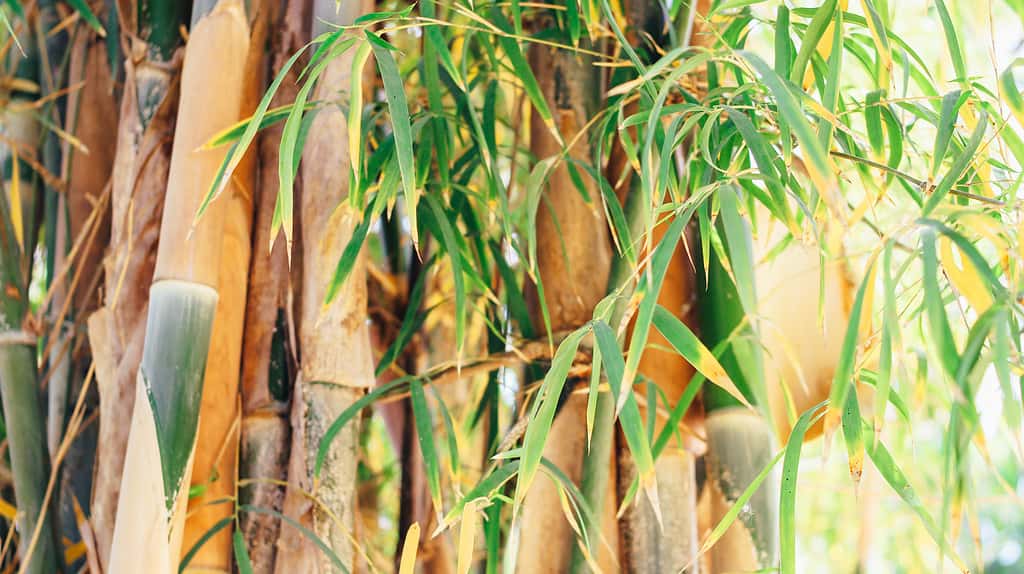 Bambù Giallo