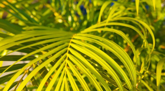 Perché la mia pianta di bambù sta diventando gialla e altri consigli
