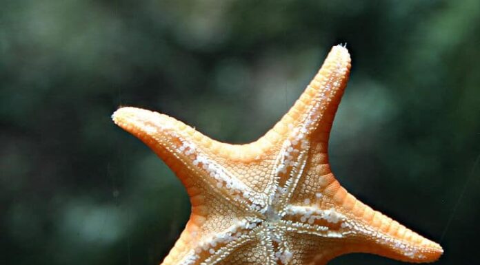 Denti di stella marina: le stelle marine hanno i denti?
