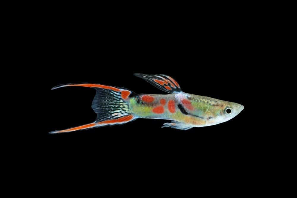 Pesce guppy selvatico isolato su sfondo nero (Poecilia reticulata)