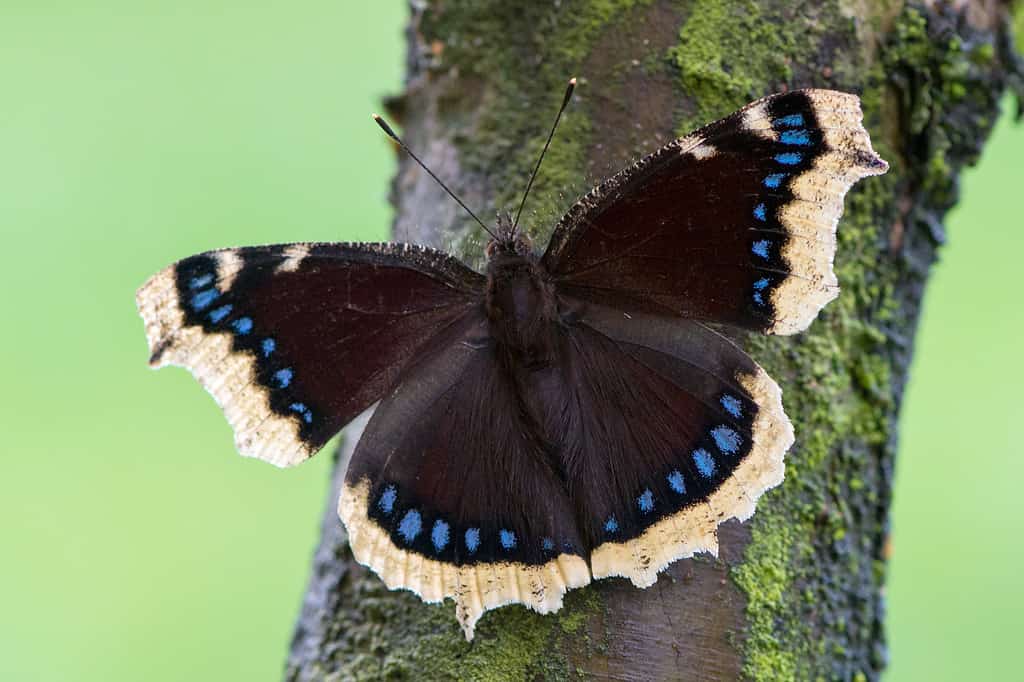 Farfalla del mantello di lutto sulla corteccia di albero