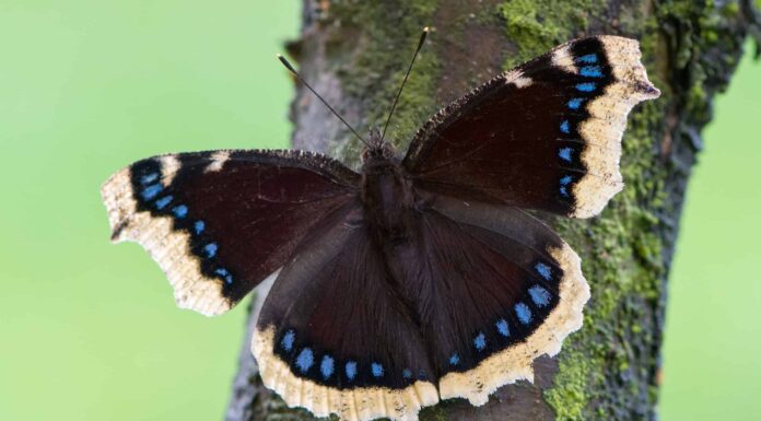 Avvistamenti di farfalle nere: significato spirituale e simbolismo
