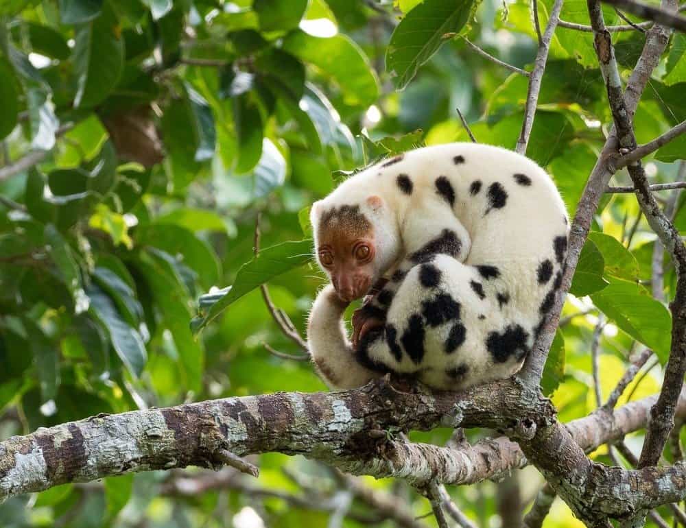 Waigeo ha avvistato Cuscus, che si rilassava su un ramo nelle foreste dell'isola di Waigeo, Raja Ampat, Indonesia