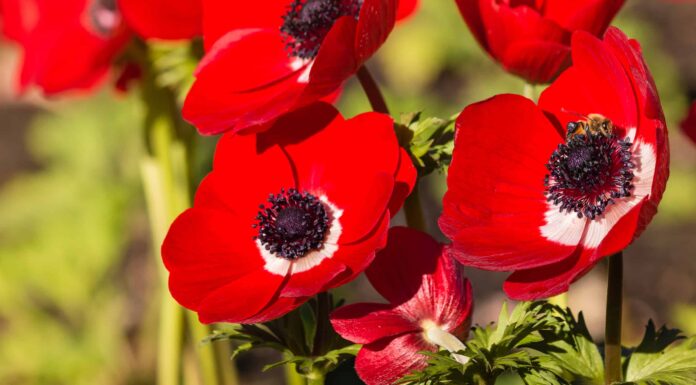 Scopri il fiore nazionale di Israele: Anemone Coronaria
