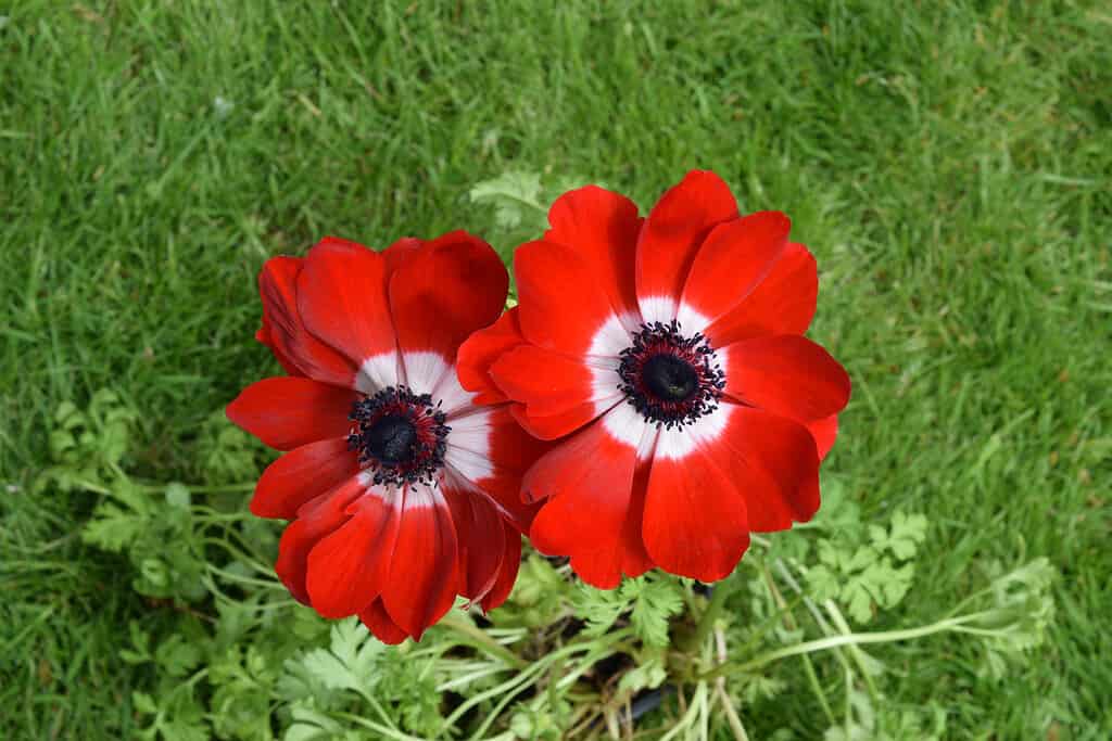 Anemoni di Caen Hollandia