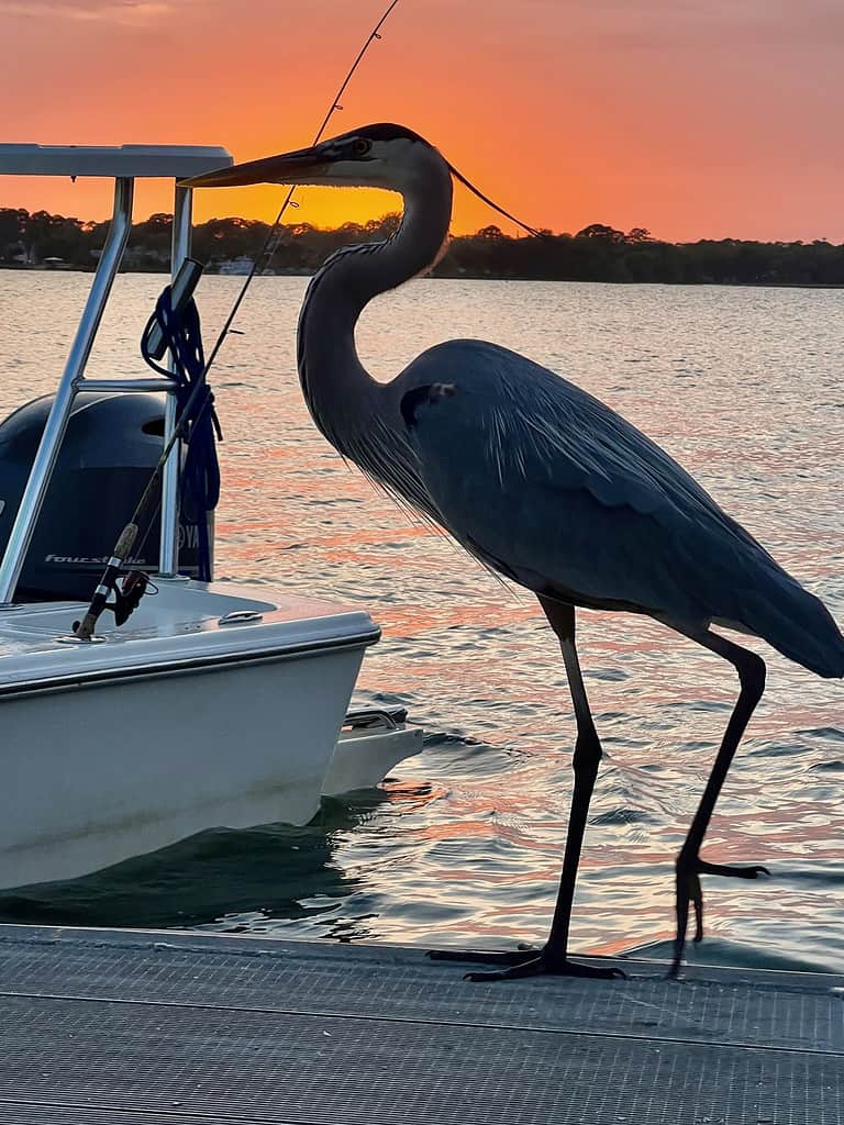 Blue Heron Hilton Head Tramonto dell'isola