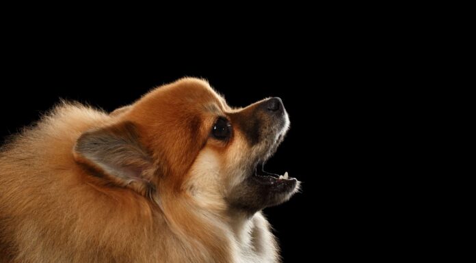 9 tipi più comuni di abbaiare nei cani e cosa significano
