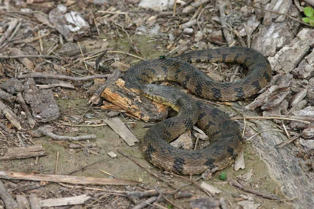 Nerodia erythrogaster transversa