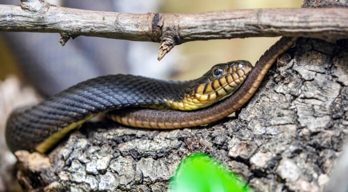 Serpenti d'acqua dal ventre giallo: sono pericolosi?
