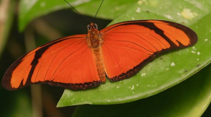 12 tipi di farfalle arancioni con immagini e guida all'identificazione
