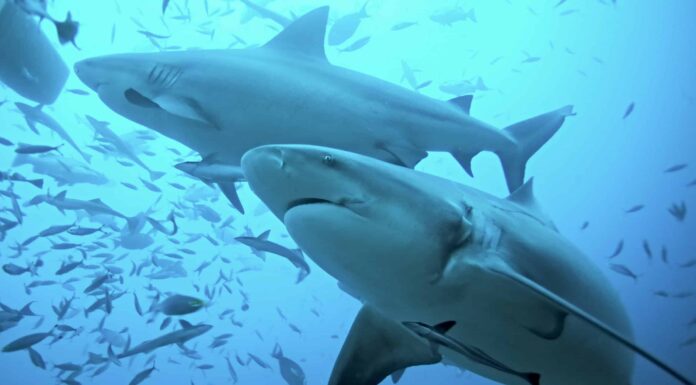 Scopri come gli squali usano i nostri oceani
