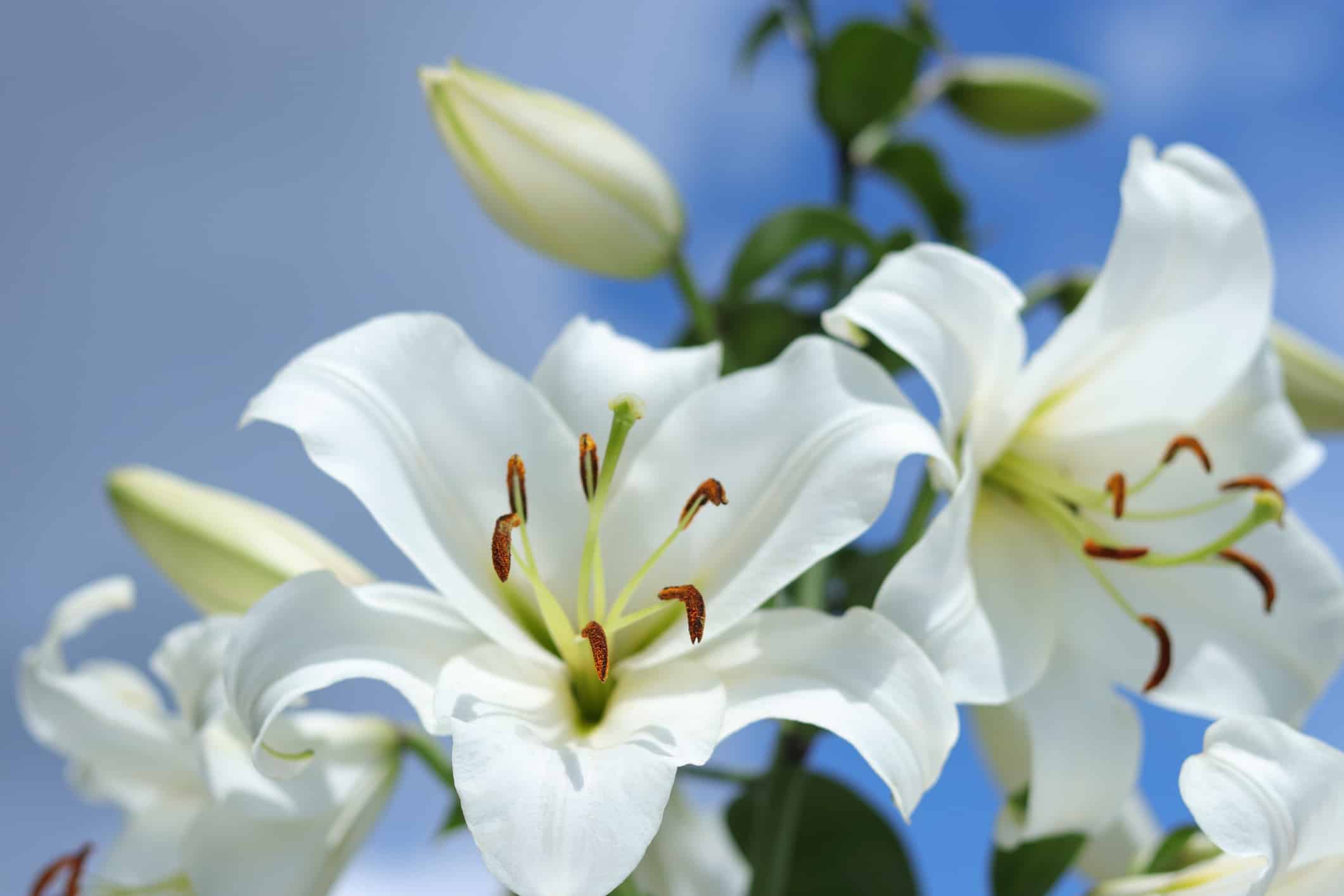 Scopri Il Fiore Nazionale d'Italia Il Giglio Bianco