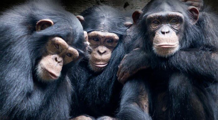 Scopri 6 fantastici zoo degli Stati Uniti con scimpanzé (e altri primati magici)
