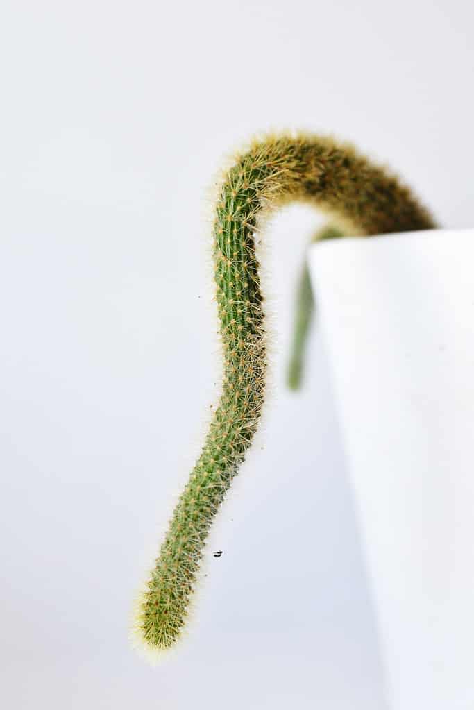 Close up di coda di cane cactus furtivamente oltre il bordo della fioriera