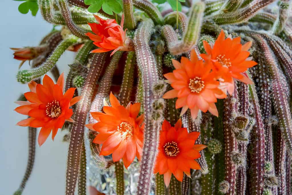 cactus di coda di ratto in fiore in vaso appeso