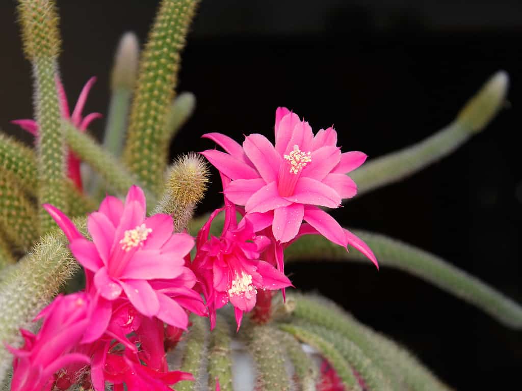 Cactus di coda di topo in fiore con fiori rosa