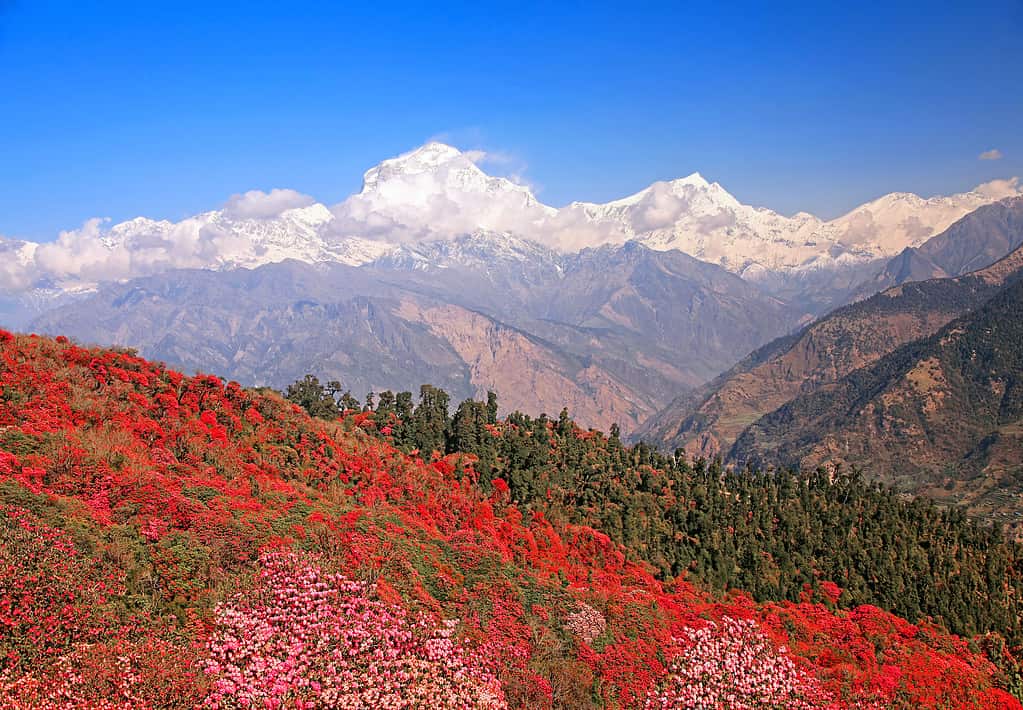 Boschetto di rododendri in fiore sullo sfondo del picco di neve Dhaulagiri (8167 m).  Himalaya, Nepal.