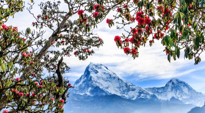 Scopri il fiore nazionale del Nepal: Rhododendron Arboreum

