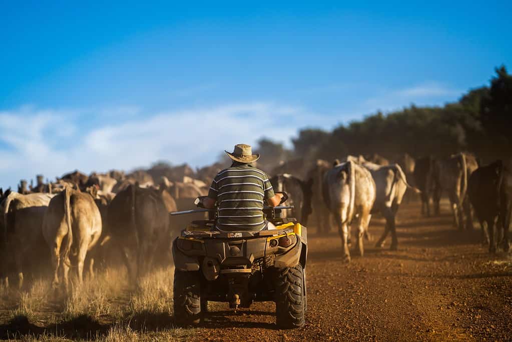 Giovane agricoltore che raccoglie bestiame in Australia.